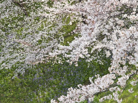 Cherry tree or Sakura blooming in Japan