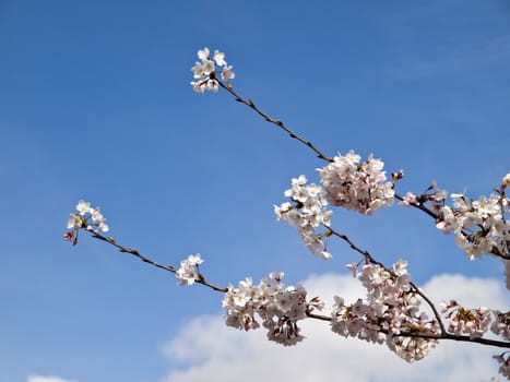 Sakura or Cherry tree blooming under blue sky in Japan