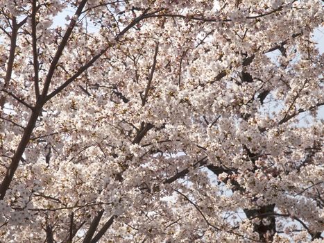 Sakura or Cherry tree blooming under blue sky in Japan
