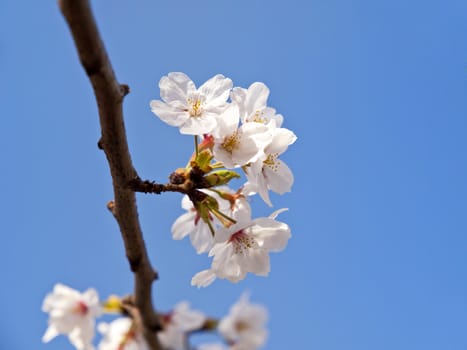 Sakura or Cherry tree blooming under blue sky in Japan