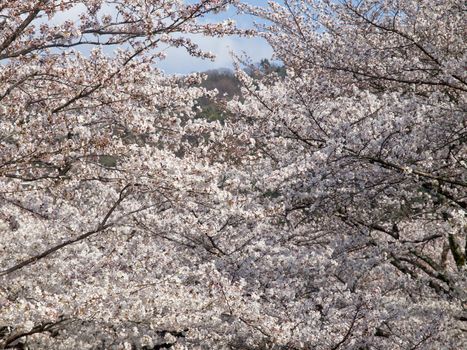 Sakura or Cherry tree blooming under blue sky in Japan