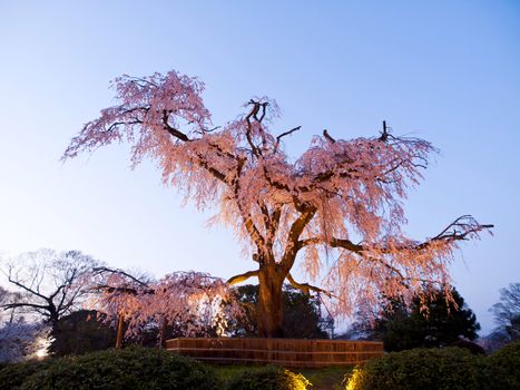 Evening illumination on Ancient Cherry tree in Maruyama park, Japan