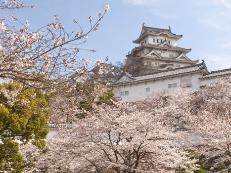 Main tower of Himeji Castle in cherry blossom season