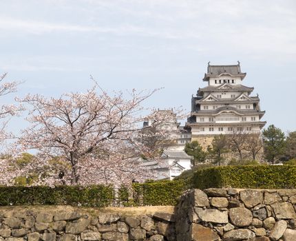Main tower of Himeji Castle in cherry blossom season
