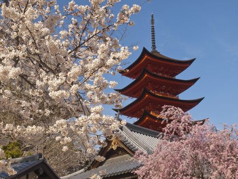 The five storey pagodas in cherry blossom season on miyajima island, hiroshima, japan