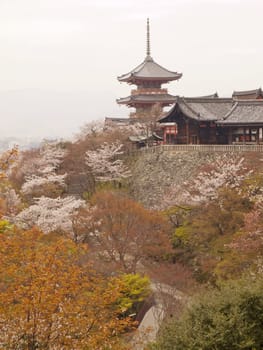 A pagoda in Kiyomizudera temple during cherry blossom season in kyoto, Japan