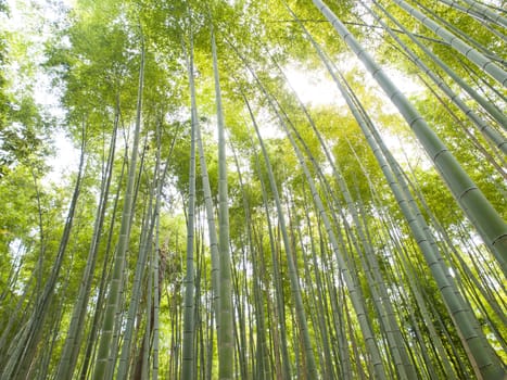 Bamboo forest at Arashiyama, Kyoto