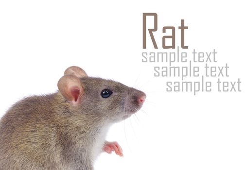 rat isolated on white background