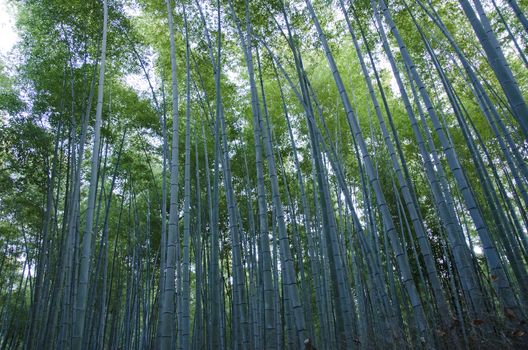 Background of green japanese bamboo stems in a  forest seen from the side