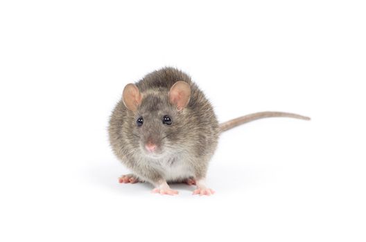 rat isolated on white background