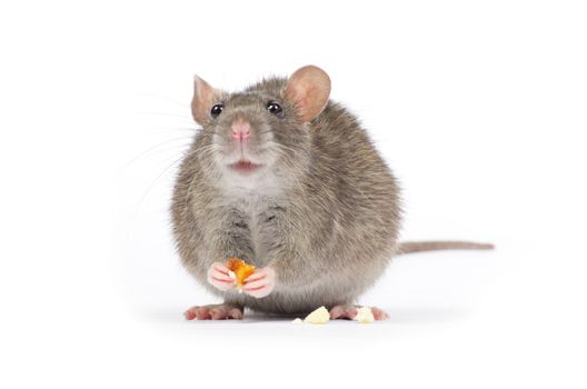 rat isolated on white background