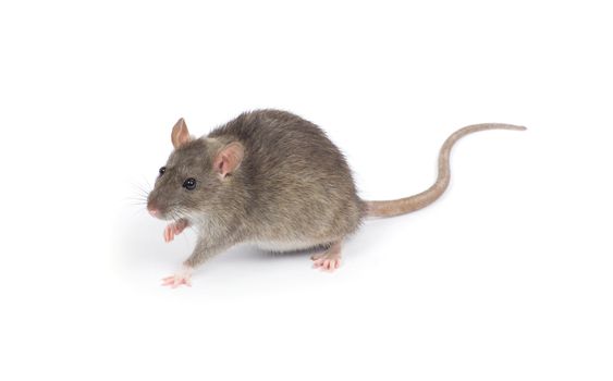 rat isolated on white background