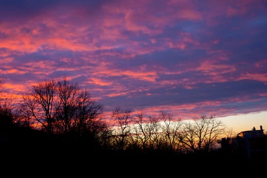 View of branch in the sunset background