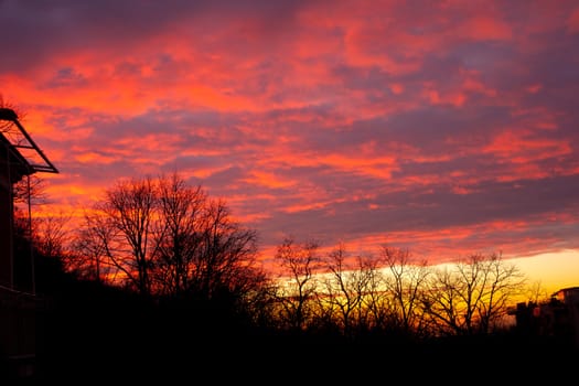 View of branch in the sunset background
