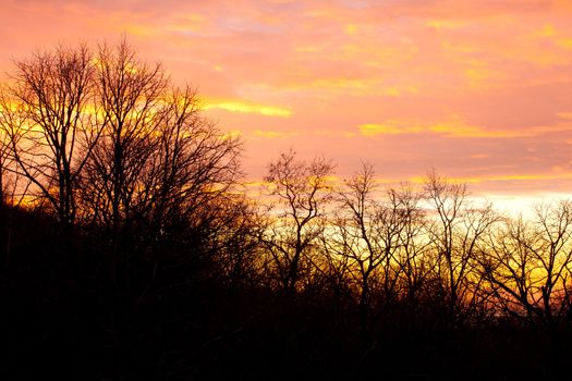 View of branch in the sunset background