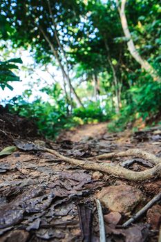 travel through a forest