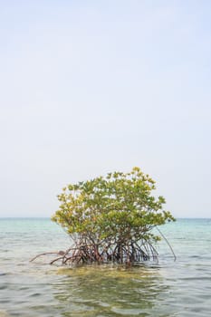 Mangrove tree growing in sea