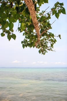 Tree on sea
