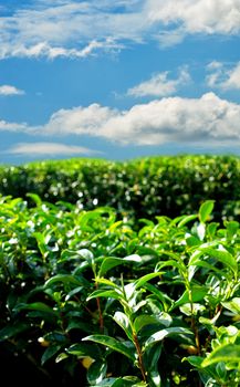 Green tea farm on hill with blue sky background