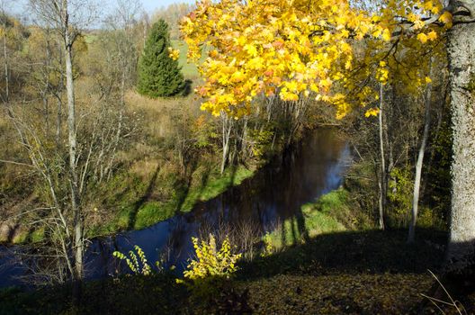 autumn yellow maple tree branch with leaves move in wind and forest park river water flow downhill.