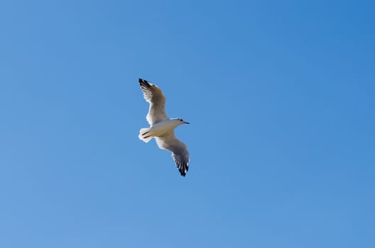 one flying seagull on a blue sky backgrounds. Jonathan Livingston Seagull. Symbol of freedom