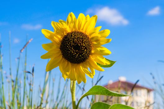 one yellow bright sunflower on a blur house background. Blue sky around.