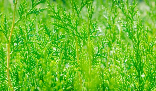 saturated green leaves of thuja. Bright lush foliage background