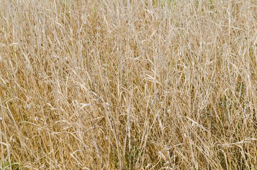 dried-up summer grass with many snails on stem. Wild plant texture