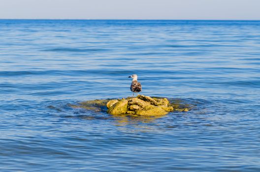one seagull stending on steady stones in a sea. Blue sky and water background