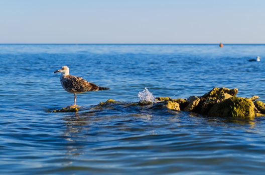 one seagull stending on steady stones in a sea. Blue sky and sea waves background