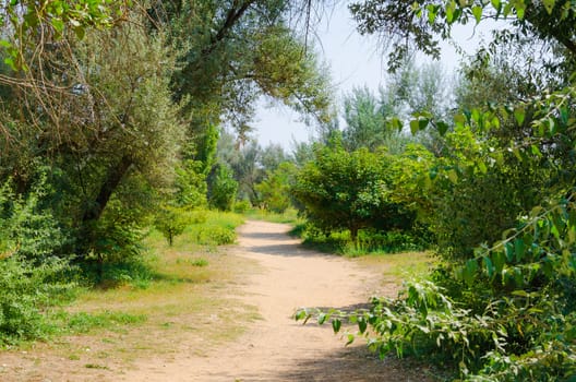 road through the green leafy garden. Nature background