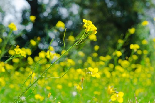 Meadow of yellow flowers with gossamer. Beauty nature background 