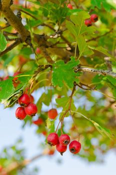 red vitaminic healthy berry on a branch. mature food