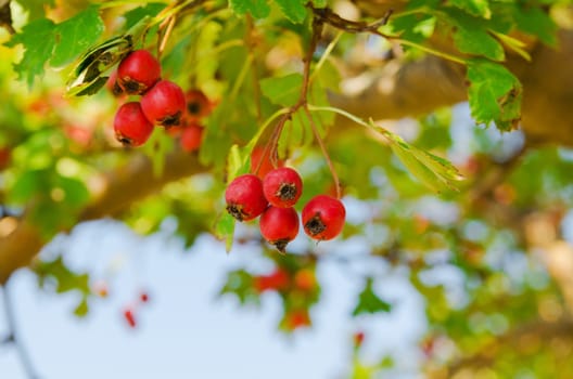 red vitaminic healthy berry on a branch. mature food