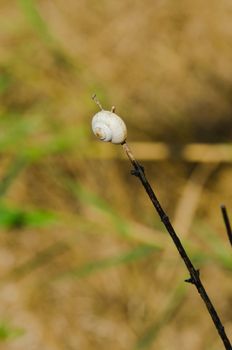 one small snail holding on a plant stem. Nature background
