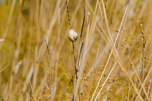 one small snail holding on a plant stem. Nature drought background