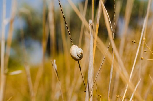 one small snail holding on plant stem. Nature background