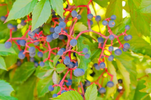 clusters of wild ripe grapes. Small blue berry