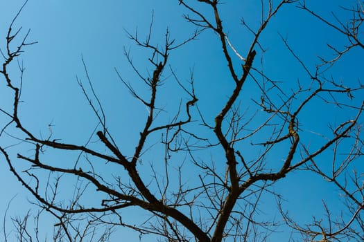 silhouette of dried trees on a cloudless blue sky background. Concept of lifetime