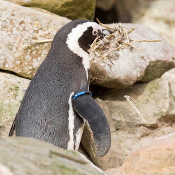 African penguin collecting nesting material in a zoo