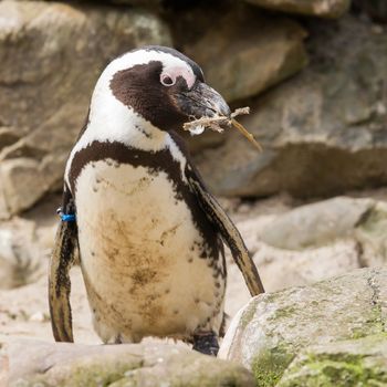 African penguin collecting nesting material in a zoo