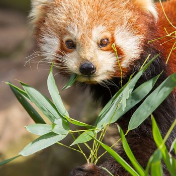 The Red Panda, Firefox or Lesser Panda (Ailurus fulgens)