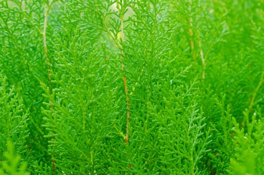 saturated green leaves of thuja. Bright lush foliage background