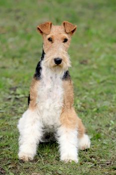 The portrait of Fox Terrier Wire