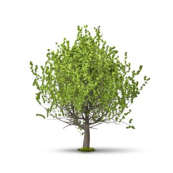 An image of a tree isolated on white background