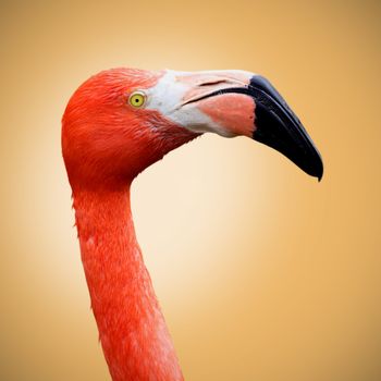 Picture of a beautiful flamingo on an orange background
