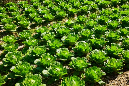 Green cabbage in rows growing on field in Taiwan