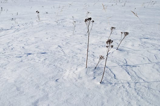 Stalks of dry grass on the snow-covered field