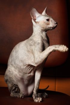 Sphynx Cat on a brown background