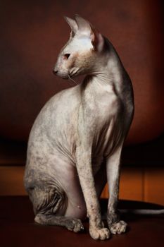 Sphynx Cat on a brown background